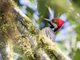 Guayaquil Woodpecker (Campephilus gayaquilensis) - Female