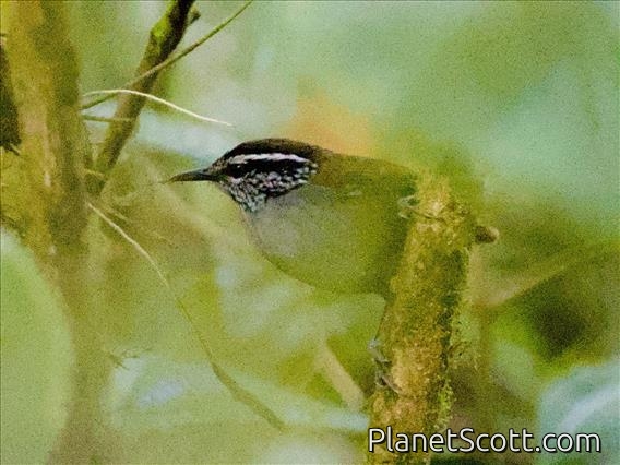 Gray-breasted Wood-Wren (Henicorhina leucophrys)