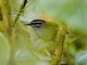 Gray-breasted Wood-Wren (Henicorhina leucophrys)