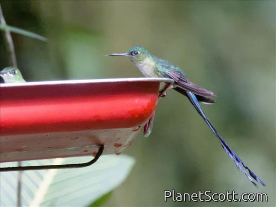 Violet-tailed Sylph (Aglaiocercus coelestis)