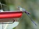 Violet-tailed Sylph (Aglaiocercus coelestis)