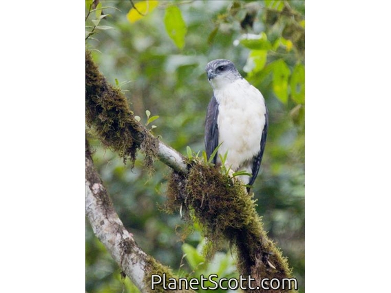 Gray-backed Hawk (Pseudastur occidentalis)