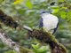 Gray-backed Hawk (Pseudastur occidentalis)