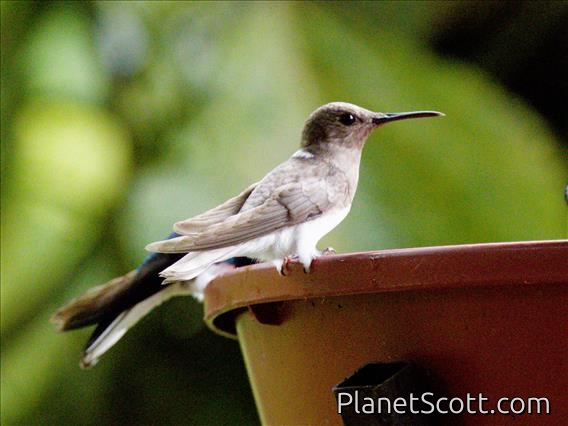 White-necked Jacobin (Florisuga mellivora)
