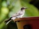 White-necked Jacobin (Florisuga mellivora)