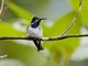 Brown Violetear (Colibri delphinae)