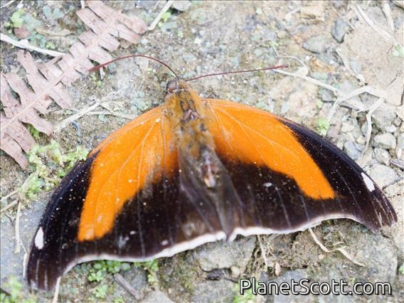 Orion Cecropian (Historis odius)