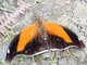 Orion Cecropian (Historis odius)
