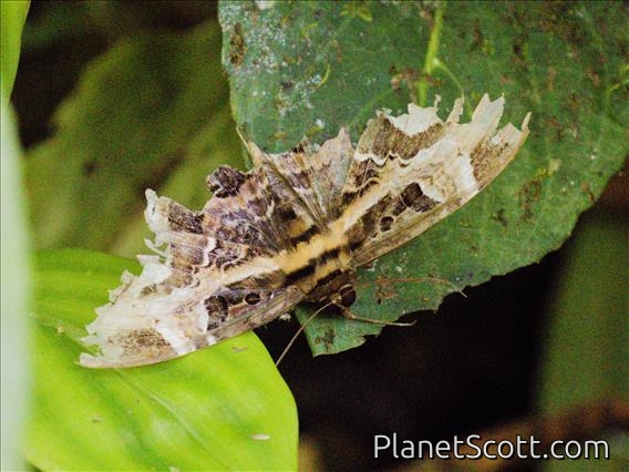 Thermesiini Moth (Feigeria herilia)