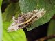 Thermesiini Moth (Feigeria herilia)