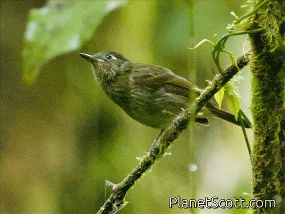 Olive-striped Flycatcher (Mionectes galbinus)