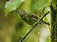 Olive-striped Flycatcher (Mionectes galbinus)