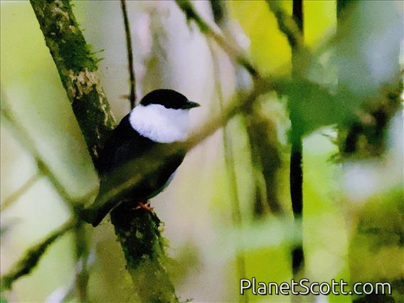 White-bearded Manakin (Manacus manacus)
