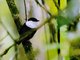 White-bearded Manakin (Manacus manacus)