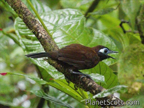 Zeledon's Antbird (Hafferia zeledoni)