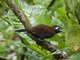Zeledon's Antbird (Hafferia zeledoni)