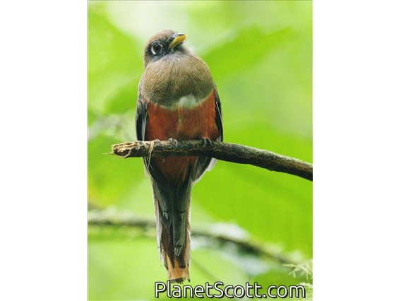 Collared Trogon (Trogon collaris)