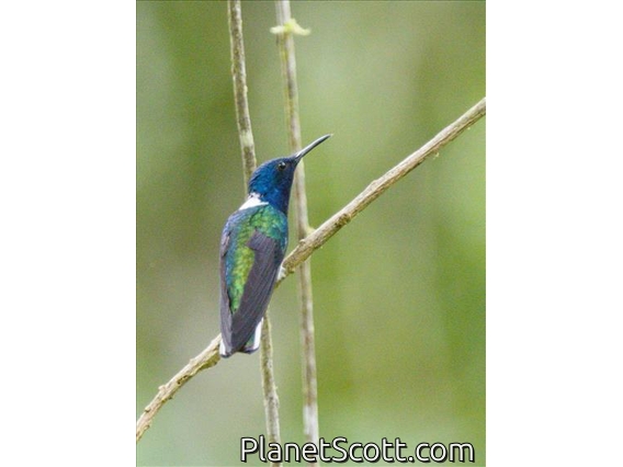 White-necked Jacobin (Florisuga mellivora)