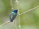 White-necked Jacobin (Florisuga mellivora)