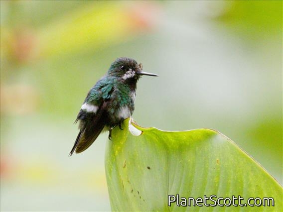 Green Thorntail (Discosura conversii) - Female