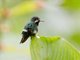 Green Thorntail (Discosura conversii) - Female
