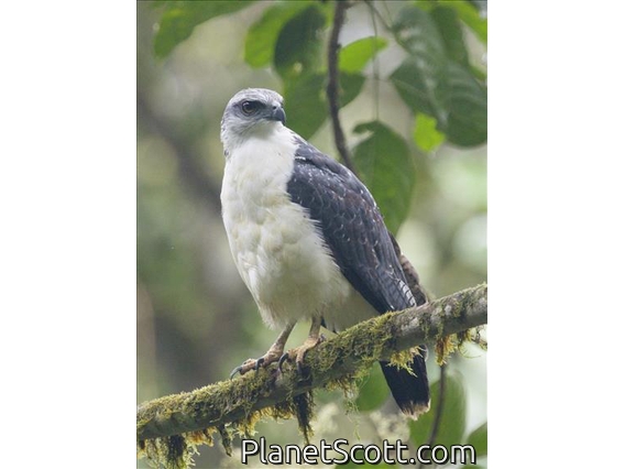 Gray-backed Hawk (Pseudastur occidentalis)