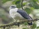 Gray-backed Hawk (Pseudastur occidentalis)