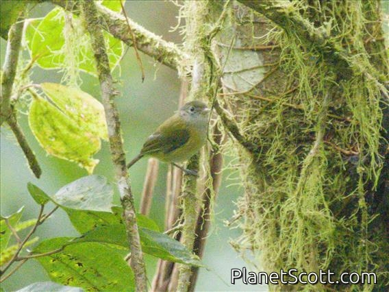 Lesser Greenlet (Pachysylvia decurtata)