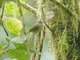 Lesser Greenlet (Pachysylvia decurtata)