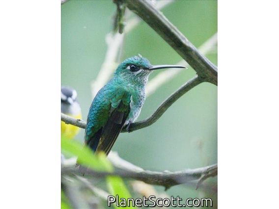 Green-crowned Brilliant (Heliodoxa jacula)