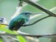 Green-crowned Brilliant (Heliodoxa jacula)