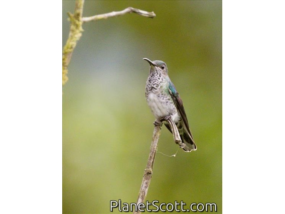 White-necked Jacobin (Florisuga mellivora)