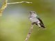 White-necked Jacobin (Florisuga mellivora)