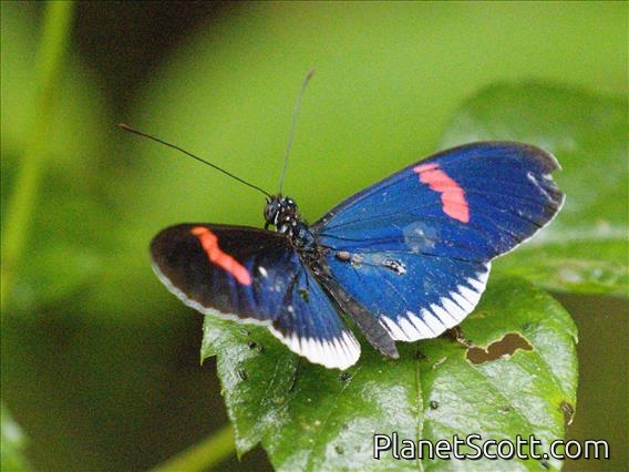 Red Postman (Heliconius erato)
