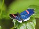 Red Postman (Heliconius erato)