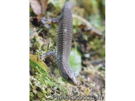 Darien Shade Lizard (Alopoglossus harrisi)