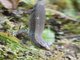Darien Shade Lizard (Alopoglossus harrisi)
