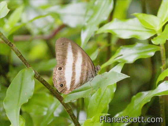 White Satyr (Pareuptychia ocirrhoe)