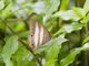 White Satyr (Pareuptychia ocirrhoe)