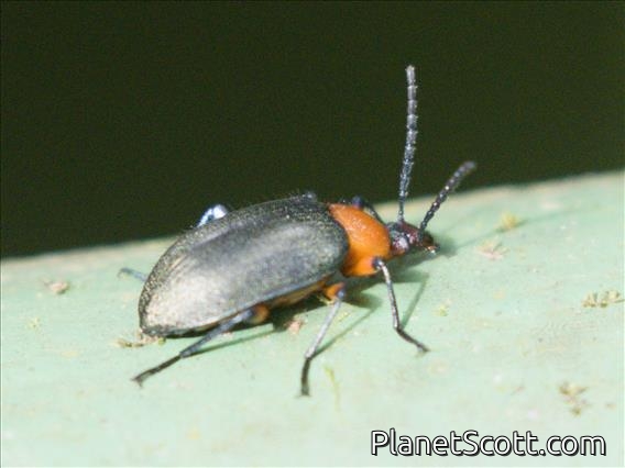 Darkling Beetle (Xystropodina sp)