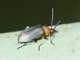 Darkling Beetle (Xystropodina sp)