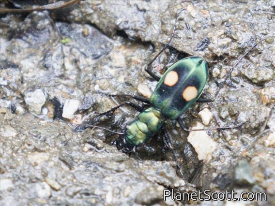 Tiger Beetle (Pseudoxycheila sp)