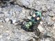 Tiger Beetle (Pseudoxycheila sp)