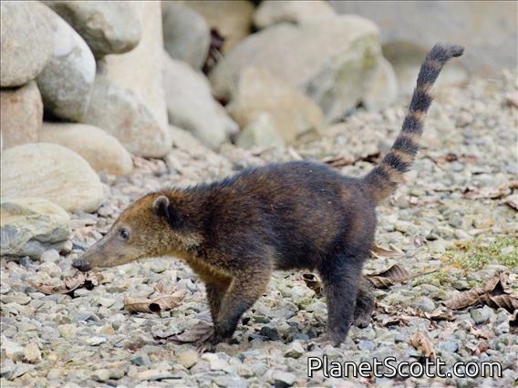 South American Coati (Nasua nasua)
