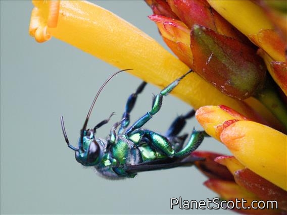Emerald Cuckoo-Orchid Bee (Exaerete smaragdina)