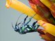 Emerald Cuckoo-Orchid Bee (Exaerete smaragdina)