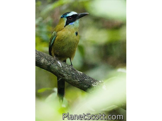 Whooping Motmot (Momotus subrufescens)