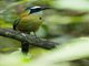 Whooping Motmot (Momotus subrufescens)