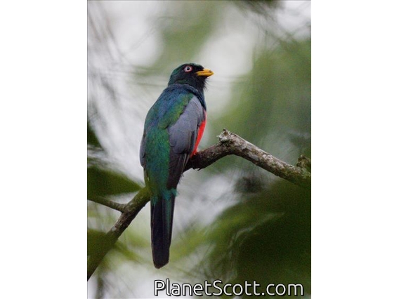 Ecuadorian Trogon (Trogon mesurus)