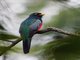 Ecuadorian Trogon (Trogon mesurus)